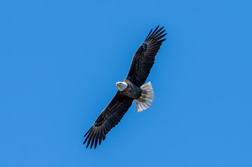 A bald eagle glides through the air and blue sky.