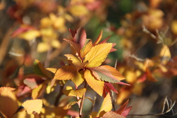 Flame shape spiraea japonica firelight
