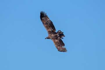 A bald eagle glides through the air and blue sky.