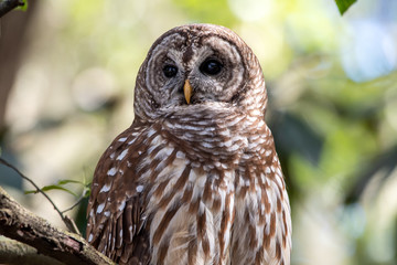 A barred owl in a tree.