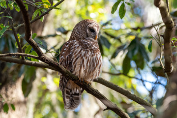 A barred owl in a tree.