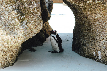  Pinguine - Boulders Beach - Simons Town - Afrika