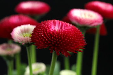 Red flower in the garden