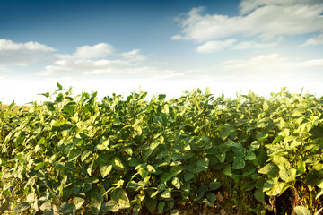 Fototapeta na wymiar Robust soy bean crop basking in the sunlight