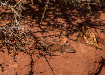 An Eastern Fence Lizard receives warmth from the sun and rocks while staying partially hidden under a thorn bush.