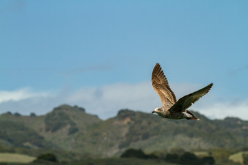 a seagull flies over the ocean with mountains in the background