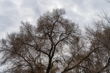Crown of the tree without leaves in winter on background of cloudy sky. 