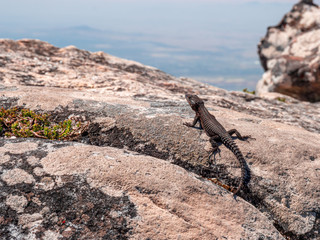 Gecko at stone wall in close up view