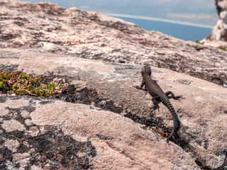 Gecko at stone wall in close up view