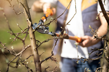 Long handled pruning shears being used