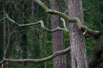 tree in the forest, sweden, stockholm, nacka