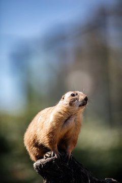 Prairie Dog