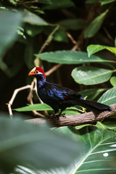 Violet Turaco