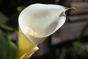 a Lilly blooms in the California sun