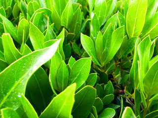 Green grass background. Backyard for background. Green lawn desktop picture