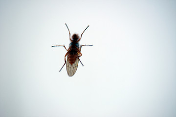insect, ant on white background, sweden, stockholm, nacka