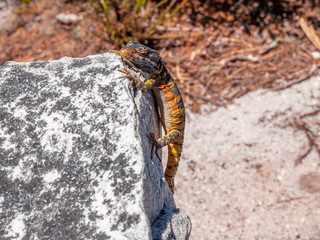 Gecko at stone wall in close up view