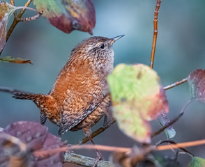 Zaunkönig im Strauch