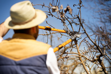 Man pruning tree