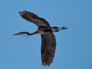 a great blue heron brings a stick for a nest