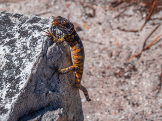 Gecko at stone wall in close up view