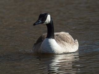 a Canada goose floats on the Mississippi river
