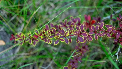 bright barberry leaves