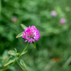 clover flower on green background