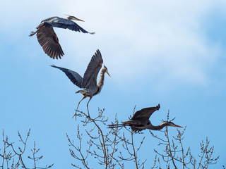 three great blue heron landing in the trees