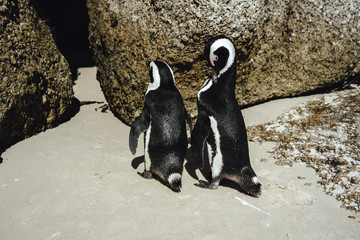  Pinguine - Boulders Beach - Simons Town - Afrika