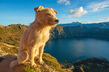 A dog posing in front of the Quilotoa crater lake at sunrise in the Andes mountain range near Quito, Ecuador. © SL-Photography
