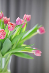 Beautiful bouquet of spring pink flowers tulips close-up. Gentle floral template background with free space for text