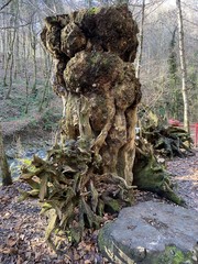 An old tree in the mountains