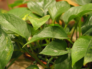 Green plant