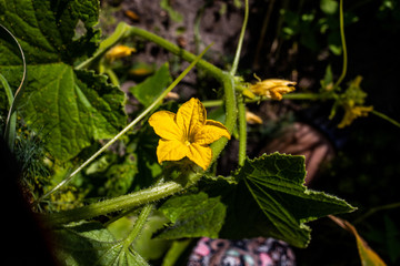 yellow cucumber flowers and green leaves