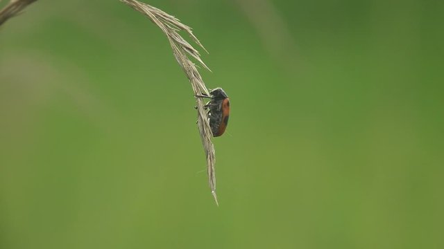 Clytra quadripunctata is species of leaf beetle in subfamily Cryptocephalinae. Its common name is Four spotted leaf beetle. Macro view in wildlife