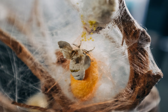 silkworm cocoon and moth