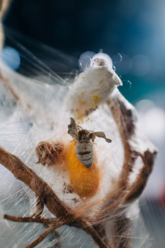 silkworm cocoon and moth