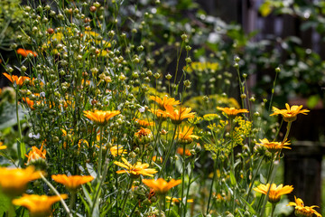 Obraz na płótnie Canvas yellow flowers in the garden