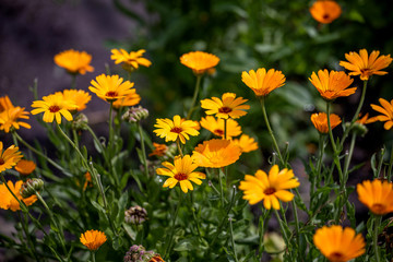 yellow flowers in the garden