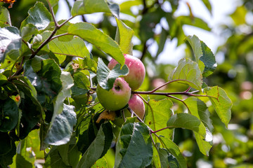 apple on tree