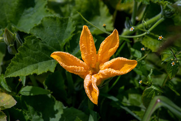 yellow pumpkin flower with green leaves