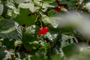 red berries on a branch