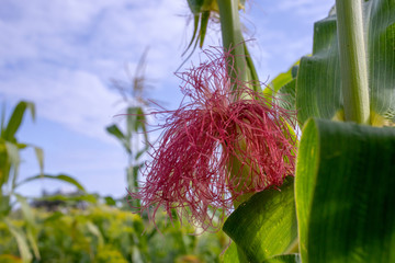 beginnings of corn