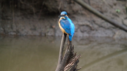 Common Kingfisher on a stump 