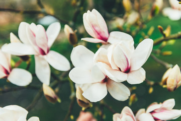 Beautiful Light Pink or Purple Magnolia Tree with Blooming Flowers during Springtime in English Garden, UK