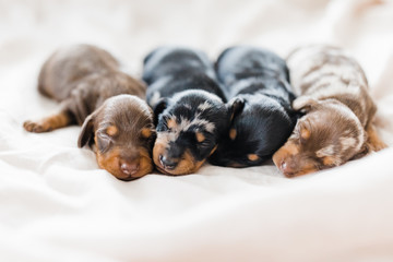 dachshund litter