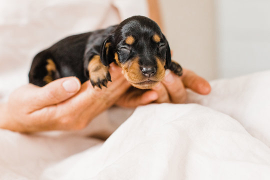 black and tan 1 week old dachshund puppy