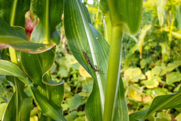 insects on corn leaf