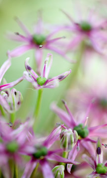 Detail of allium flower